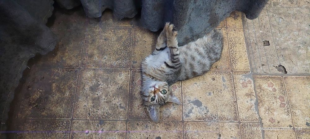 Подарявам малко женско коте