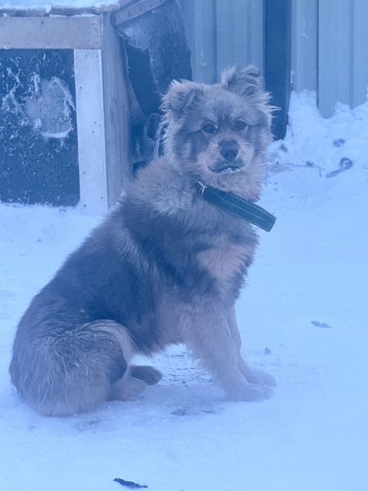 Отдам собаку в хорошие руки