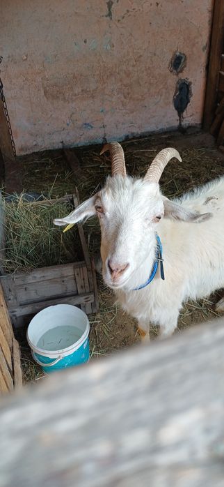 Продажа сельхоз животных