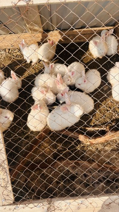 Кролики по 3500 великаны