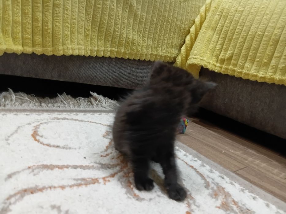 Котёнок мужского пола