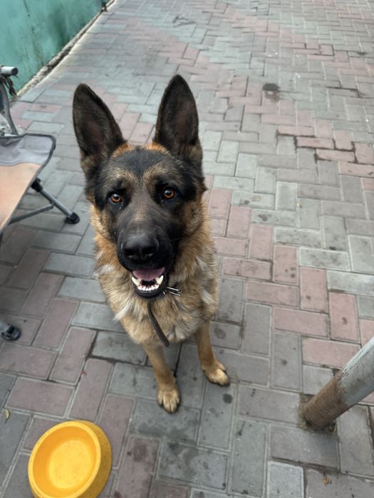 Щенки бесплатно.