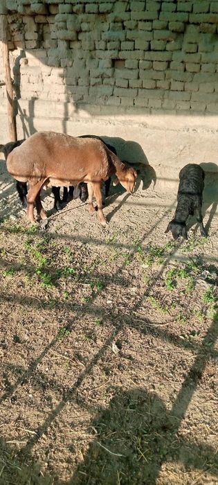 Тозза арашан егиз тугадиган куй сотилади