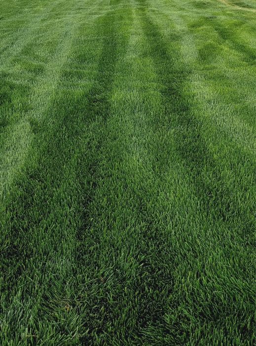 Urug'li va tayor gazon/ уругли ва таёр газон