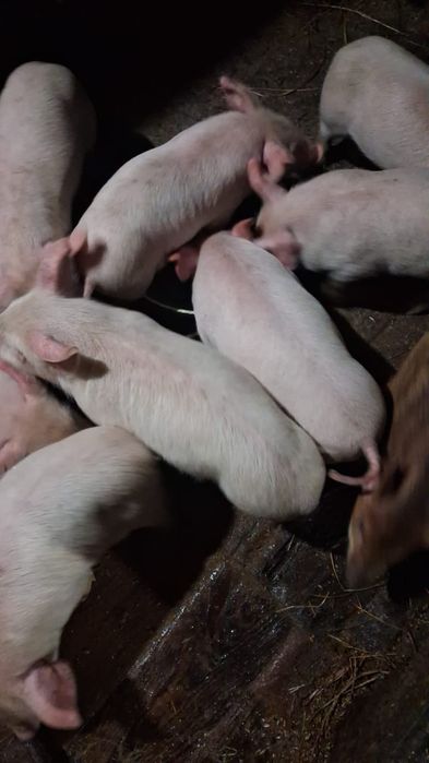Продам поросят м