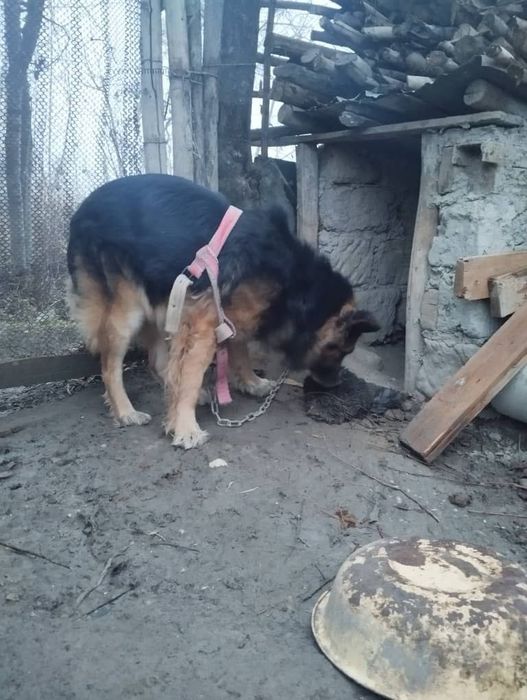 It sotiladi avcharka