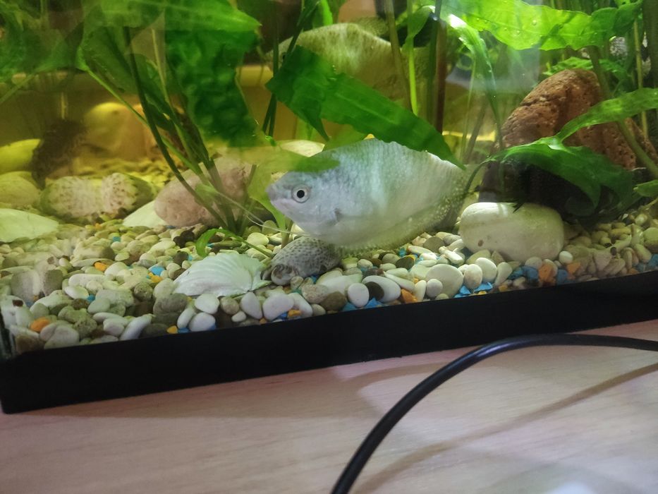 Аквариум 60 литров