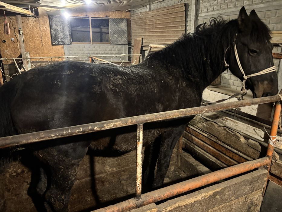 Бие семіз.      .