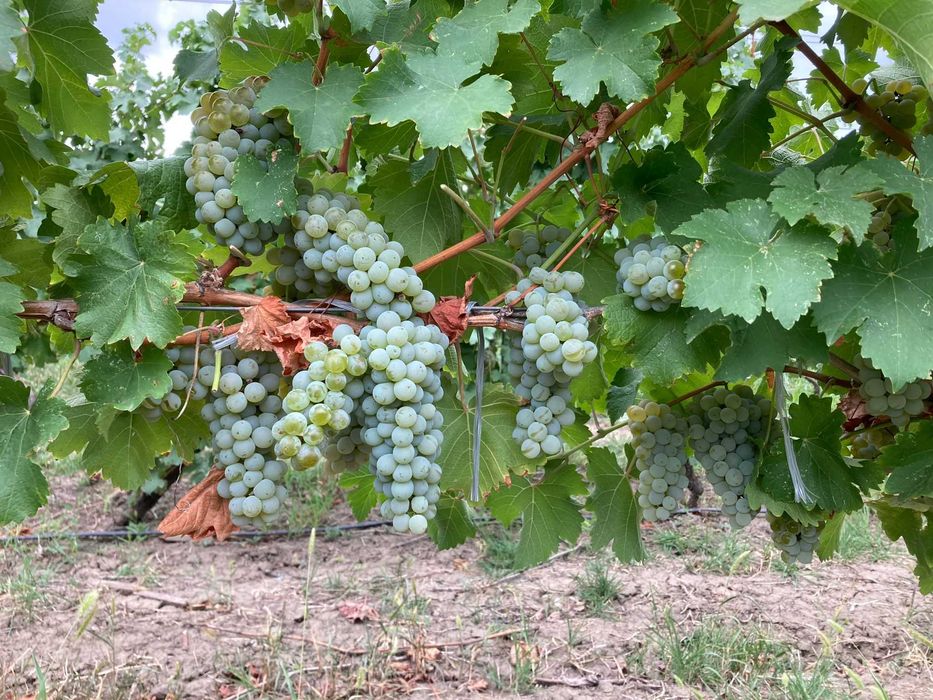 Struguri albi Sauvignon Blanc
