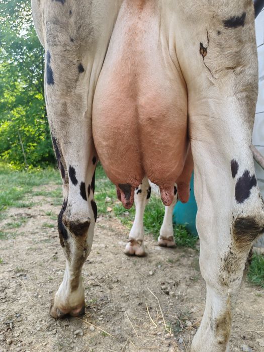 Vând vacă Bălțată