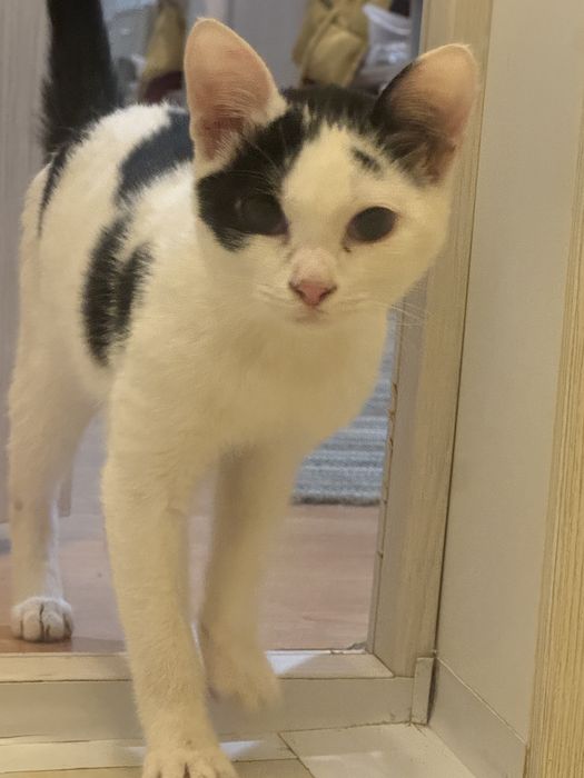 Котенок в добрые руки