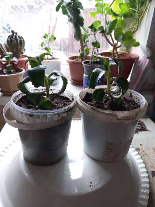 Лечебное растение Каланхоэ.