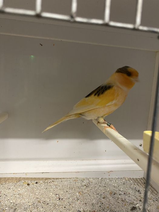 Canari de vanzare