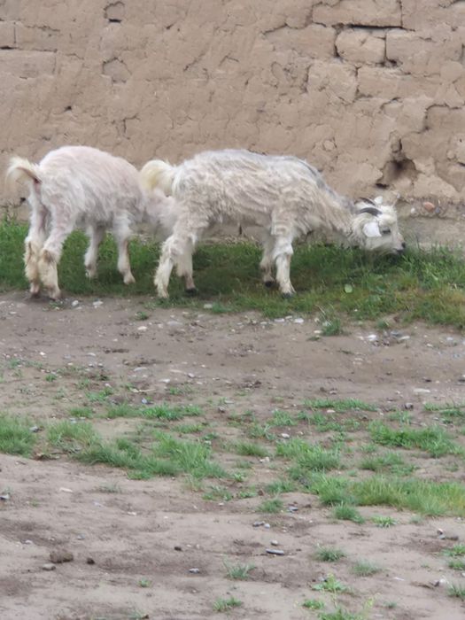 Ешкі сатылады опшый 5 бас