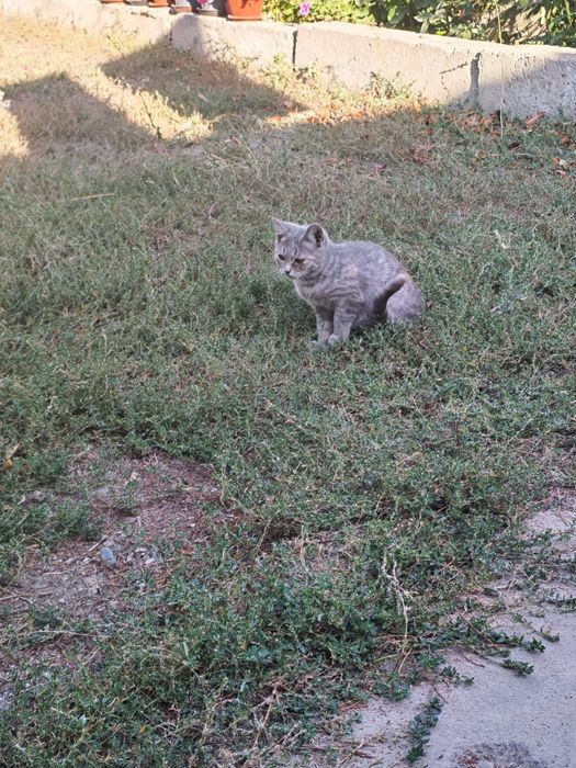 Отдам котят в хорошие руки