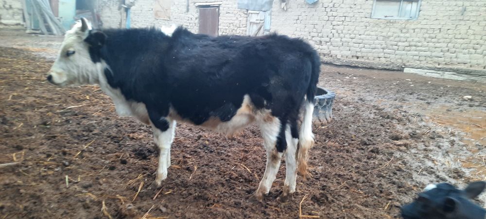 Огиз сатылады 1,5жасар.