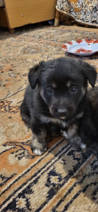 Donez catei talie mica