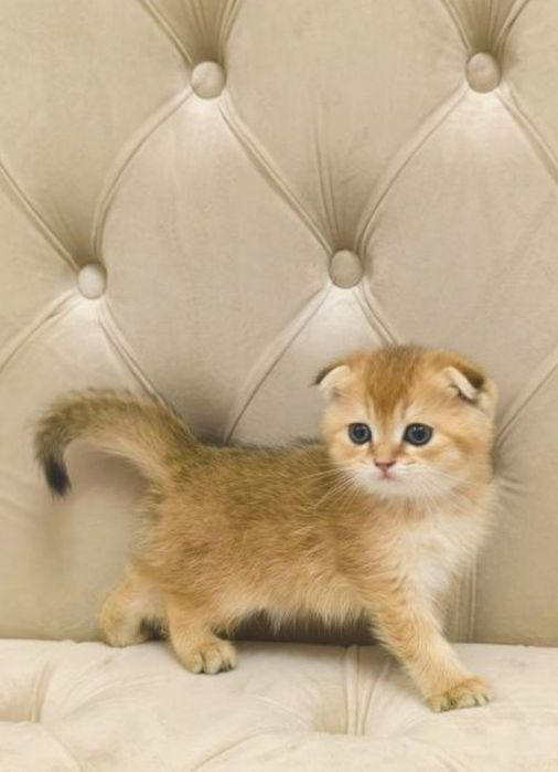 Британский золотая шиншилла