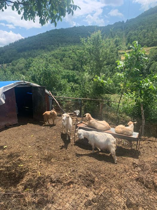 Продавам млечни кози с ярета, с. Ночево (общ. Черноочене)