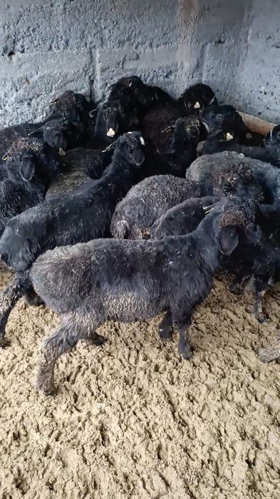 Тоқтылар сатылады 100