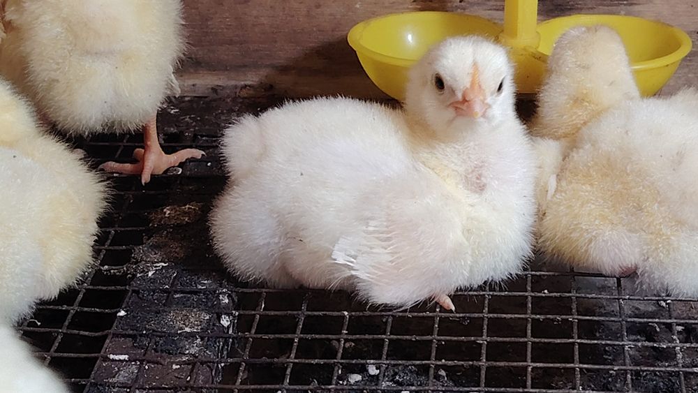 Продам цыплята бройлера