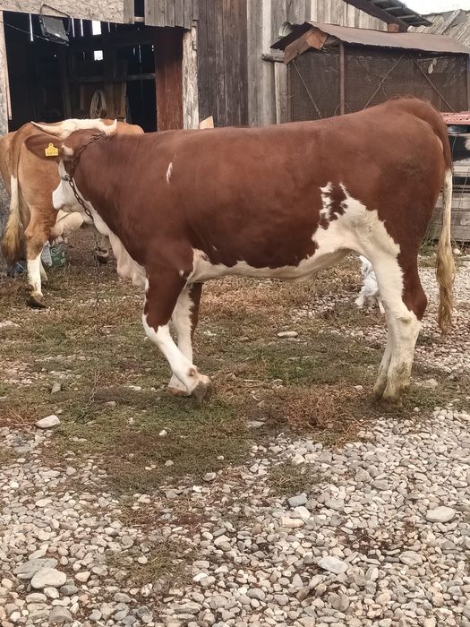 Vand vaca si vitica