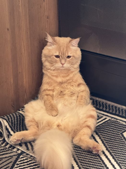 Отдам кошку в хорошие руки