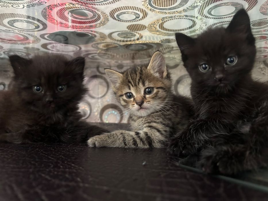 Отдам котят в хорошие руки
