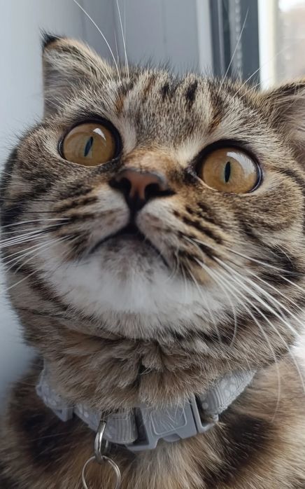 Отдам кошку Даром