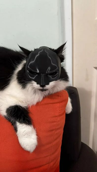 Маска бэтмэна для кошки