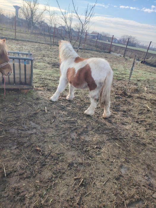 Pereche manze de ponei si capre pitice