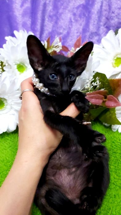 ВОСТОЧНЫЕ Короткошерстные Котята