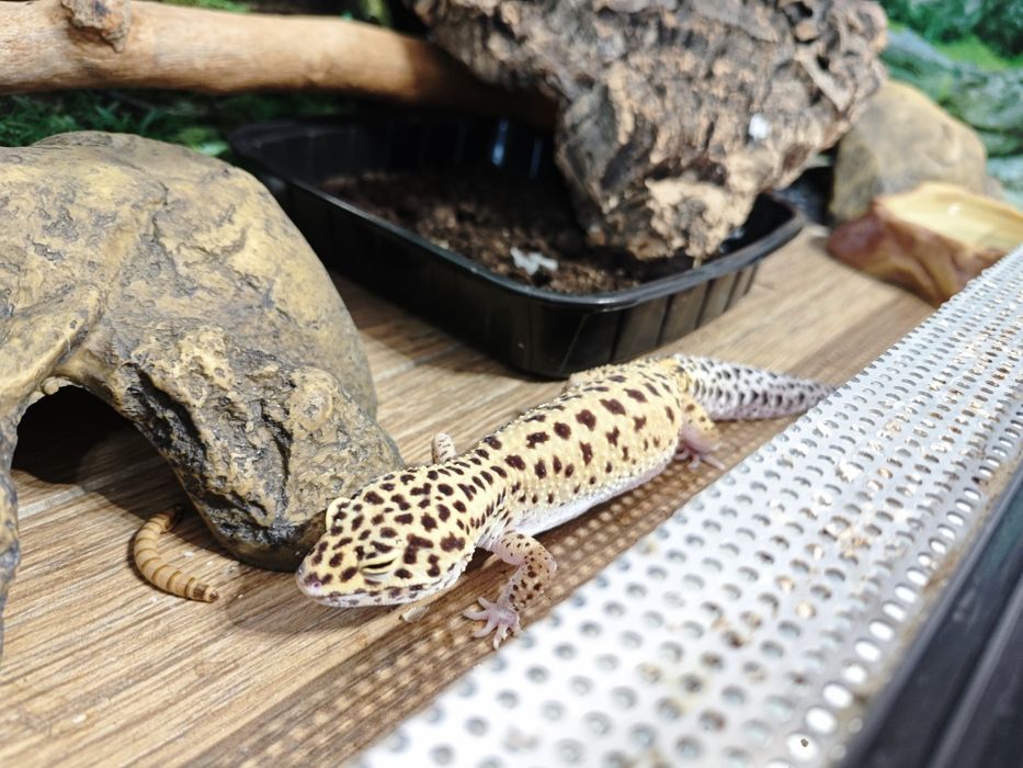 Леопардов гекон момче