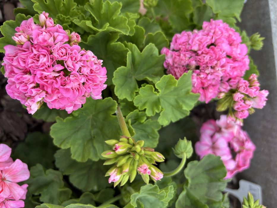 Пеларгония Grainger’s Antique Rose