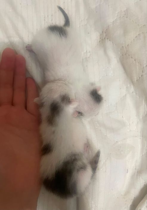 Отдам кошку с котятами