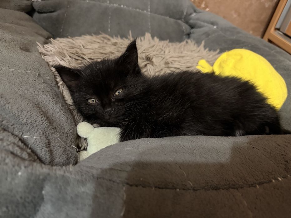 Отдам котенка в добрые руки