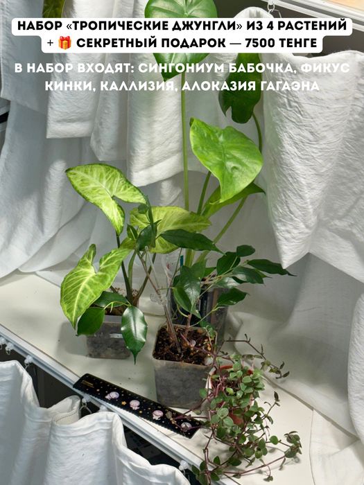 Разные комнатные растения