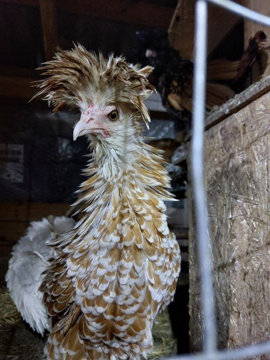 Gaini de rasa tineret și adulte