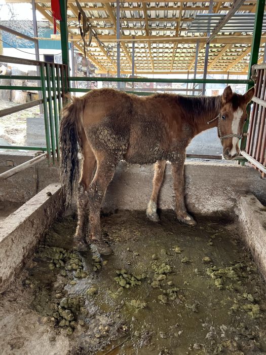 Семиз Тай жеребят еркек