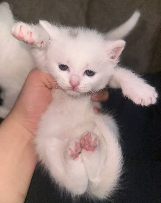 Смесь American Shorthair и British Shorthair
