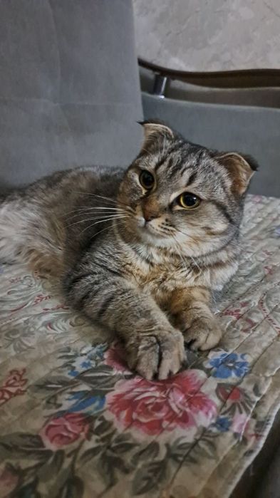 Бесплатно отдам в хорошие руки