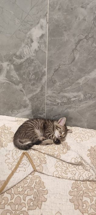 Отдаём котят в добрые руки