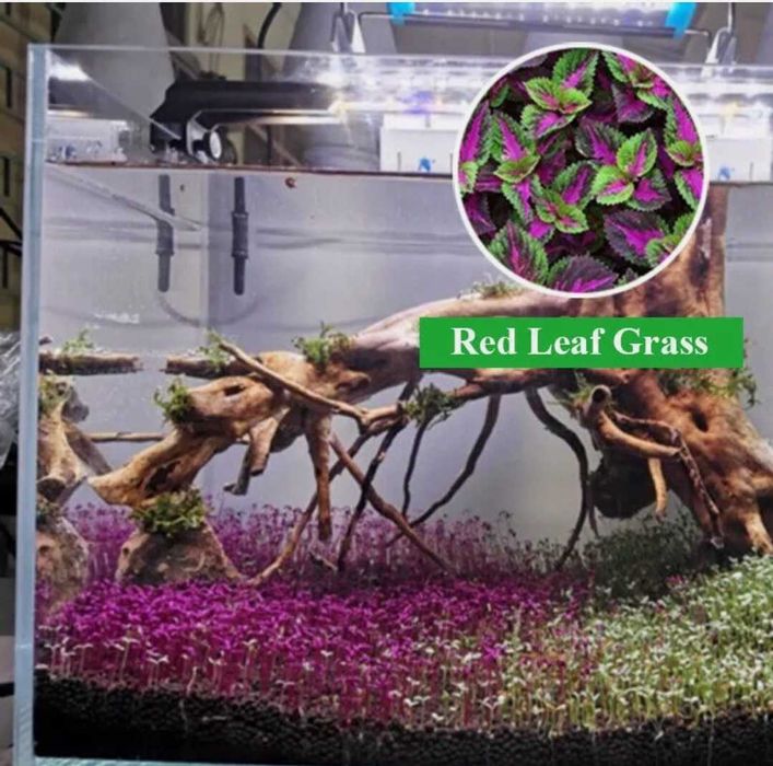 Gazon acvariu semințe