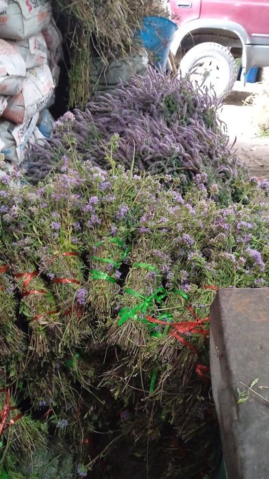 Продам веники изтрав сборы