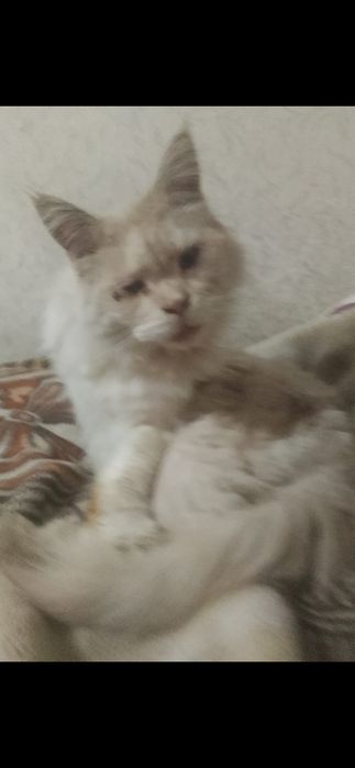 Отдам Мейн Куна мальчик
