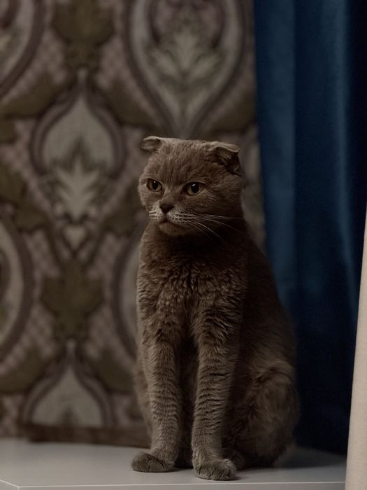 Отдам в хорошие руки