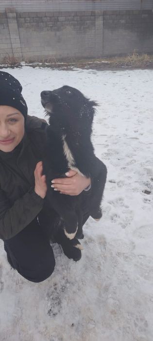 Привитые щенки 5 месяцев.