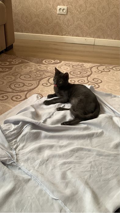 Котенок маленький