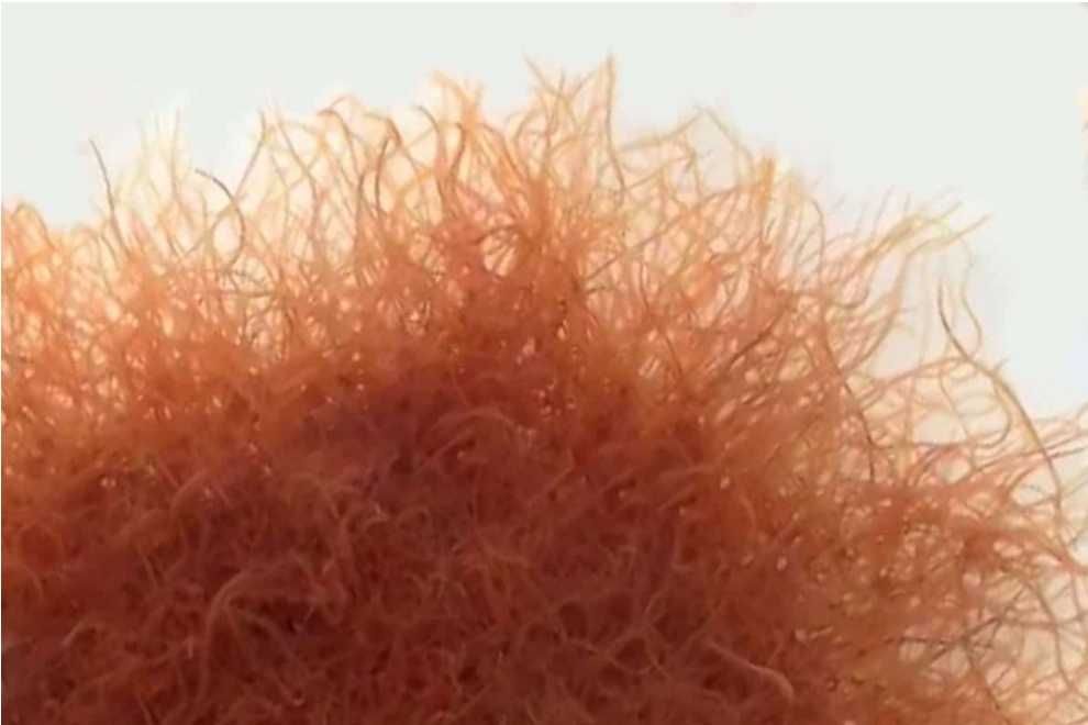 Tubifex/Blackworms hrană vie pentru peşti