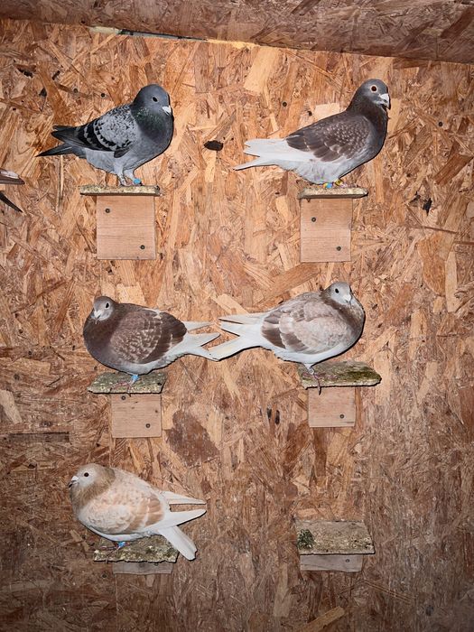 Lot 22 porumbei voiajori